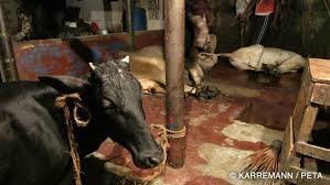 Collecte des peaux brutes dans un abattoir algérien